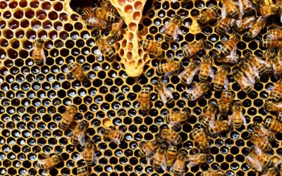 Boas Práticas de Armazenamento e Conservação do Mel: Orientações para Revendedores