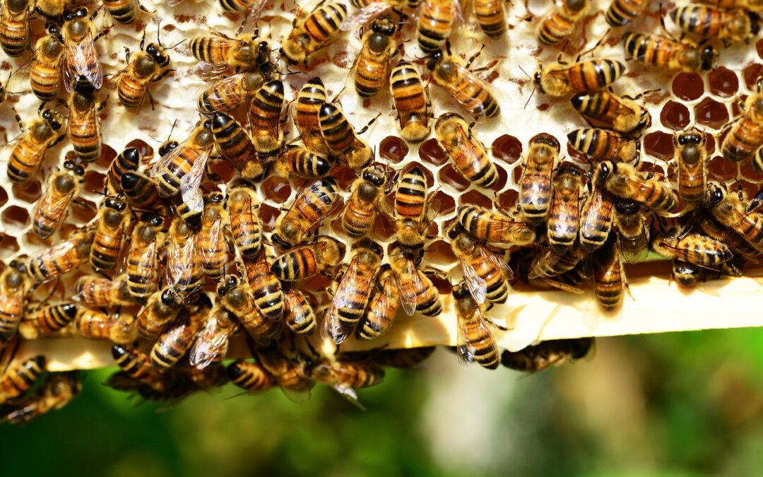 Da Colmeia à Embalagem: Como é Produzido o Mel na Nectar Real