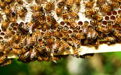 Da Colmeia à Embalagem: Como é Produzido o Mel na Nectar Real