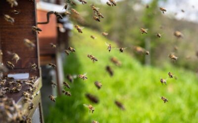 Curiosidades sobre as Abelhas e a Vida no Apiário: Conhecendo o Universo Apícola