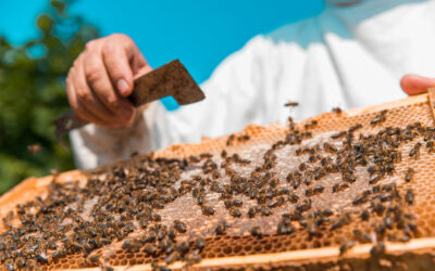 Da Colmeia à Embalagem: Como é Produzido o Mel na Nectar Real