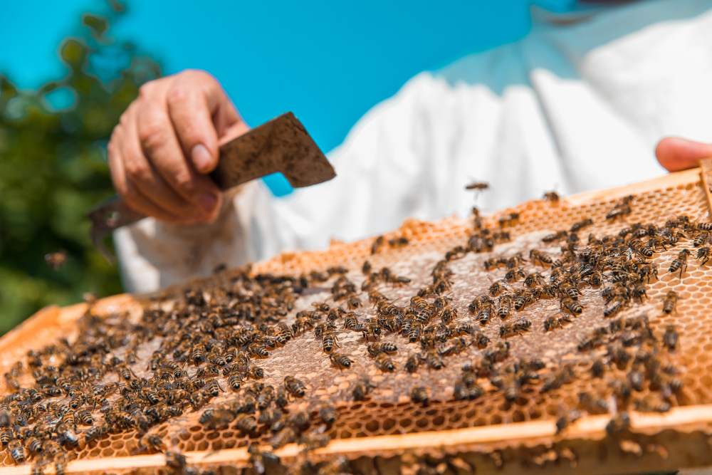 Da Colmeia à Embalagem: Como é Produzido o Mel na Nectar Real