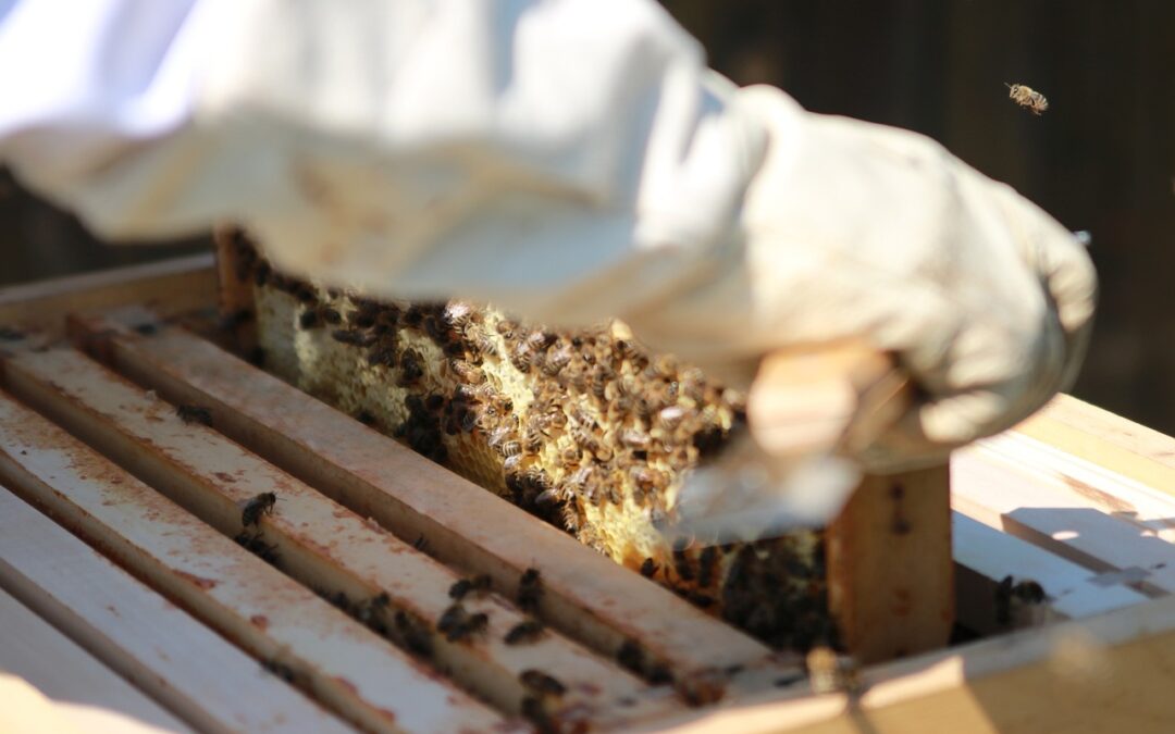 Controle de Qualidade e Segurança Alimentar na Nectar Real