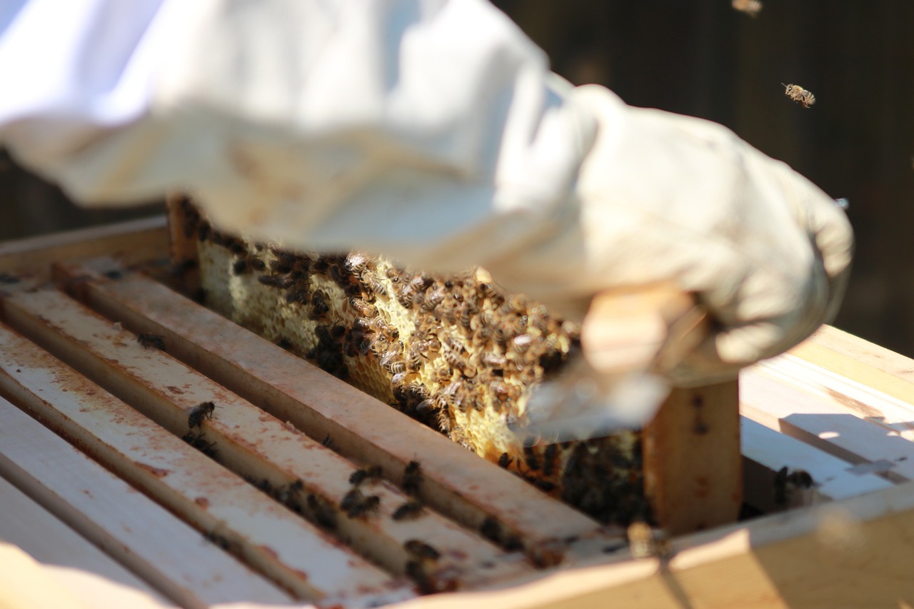 Controle de Qualidade e Segurança Alimentar na Nectar Real
