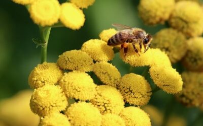 Variedades de Flores e Sabores no Mel da Nectar Real: Como Influenciam a Qualidade do Produto