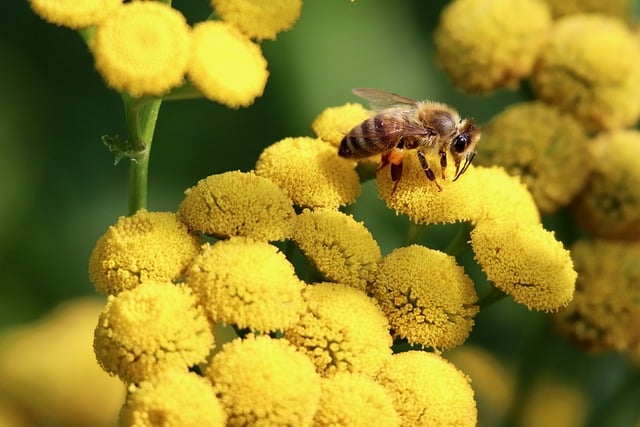 Variedades de Flores e Sabores no Mel da Nectar Real: Como Influenciam a Qualidade do Produto