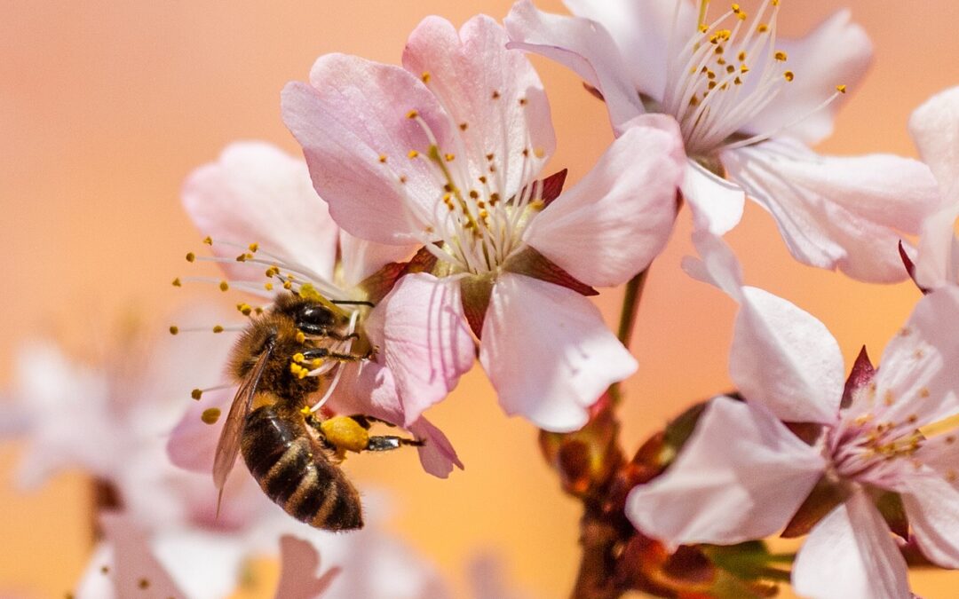 As Abelhas Operárias e Sua Jornada: Até 1.500 Flores Visitadas por Dia