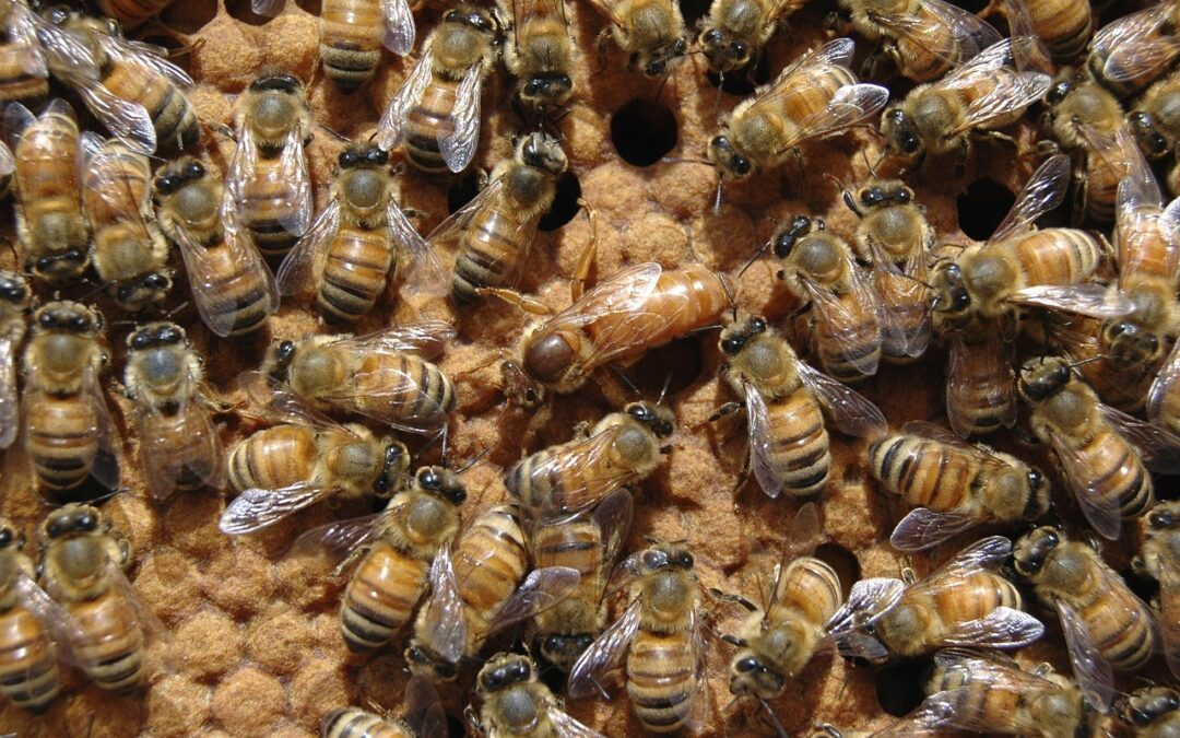 Criação e Manejo de Rainhas: Estratégias para a Produção de Colônias Fortes