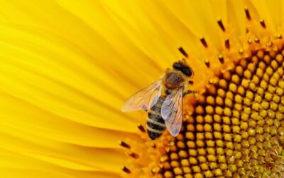 Polinização e Agricultura Sustentável: Impactos na Produção de Mel e no Ecossistema