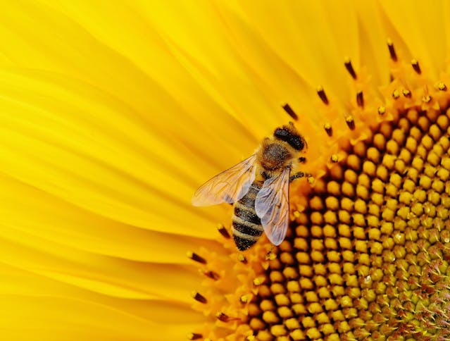 Polinização e Agricultura Sustentável: Impactos na Produção de Mel e no Ecossistema